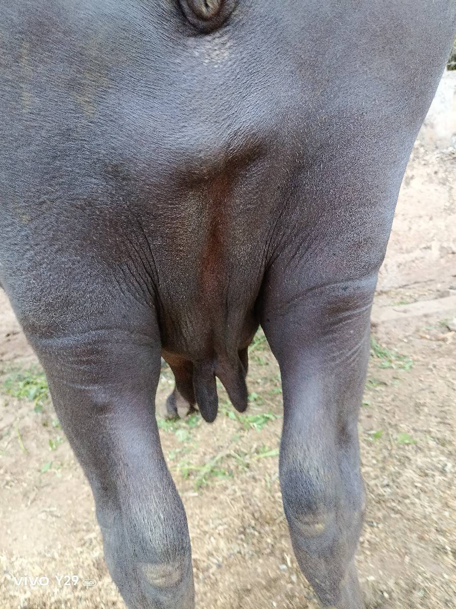 ભેંસ વેચવાની છે...