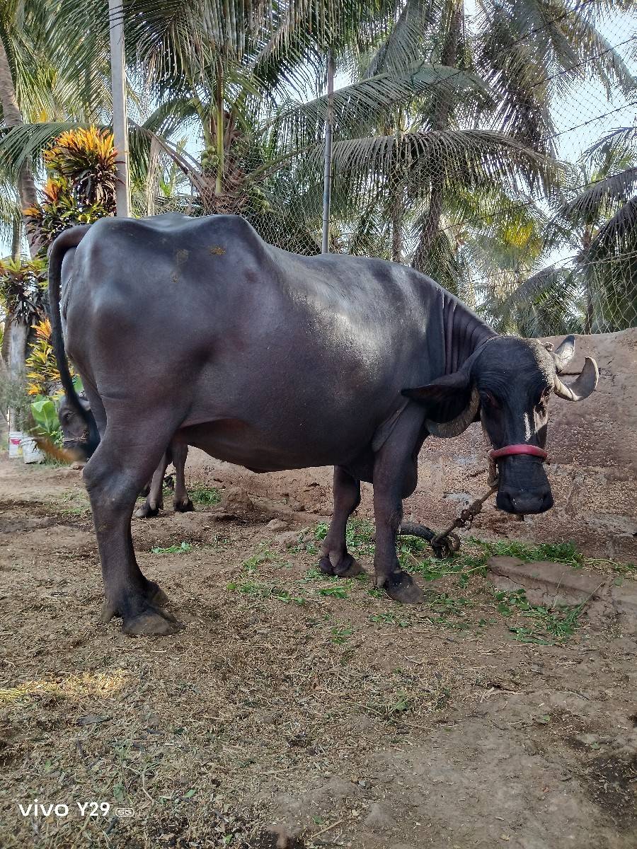 ભેંસ વેચવાની છે...