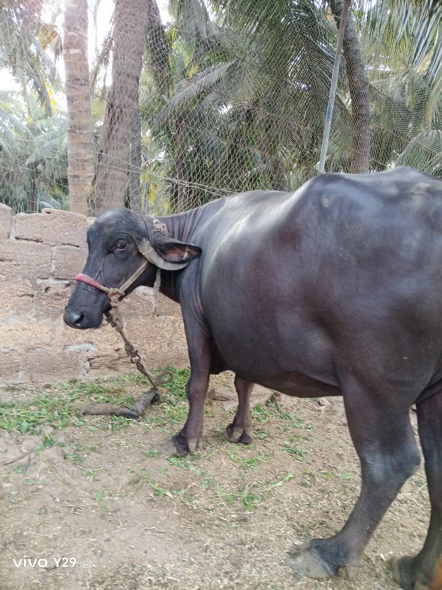 ભેંસ વેચવાની છે...