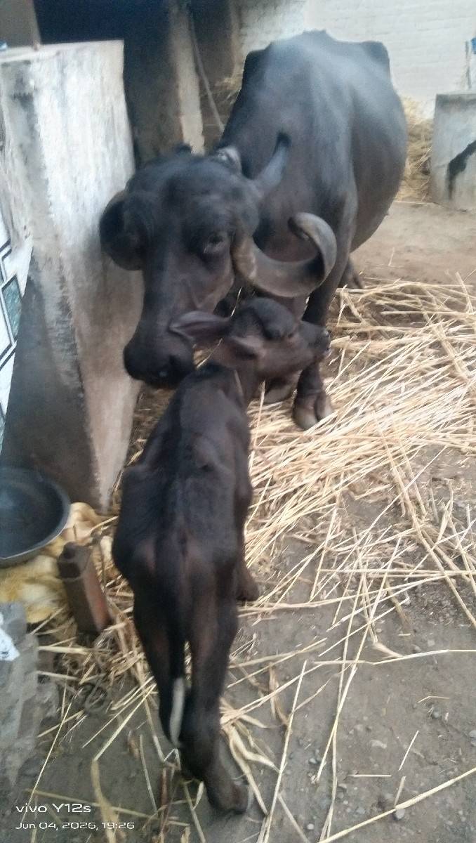 ભેંશ વેચવાની છે