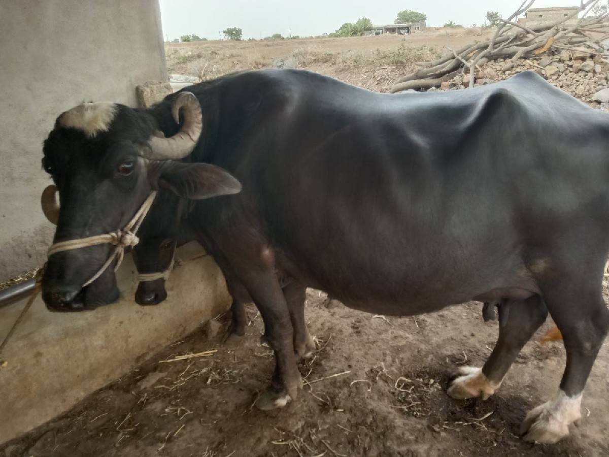 ભેંસ વેચવાની છે