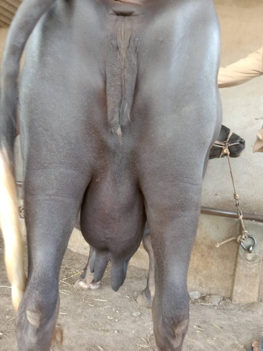 ભેંસ વેચવાની છે