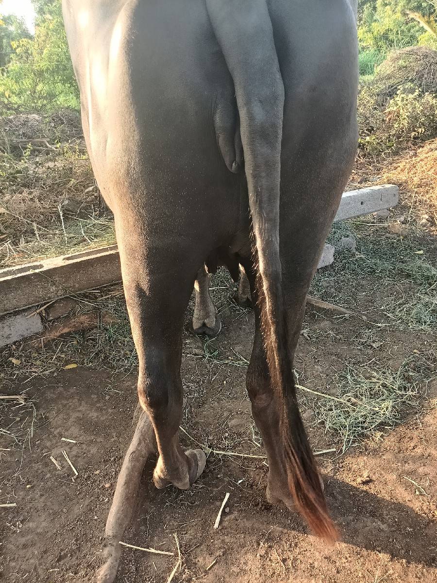 1 વેતર ખડેલી વેસવાની છે