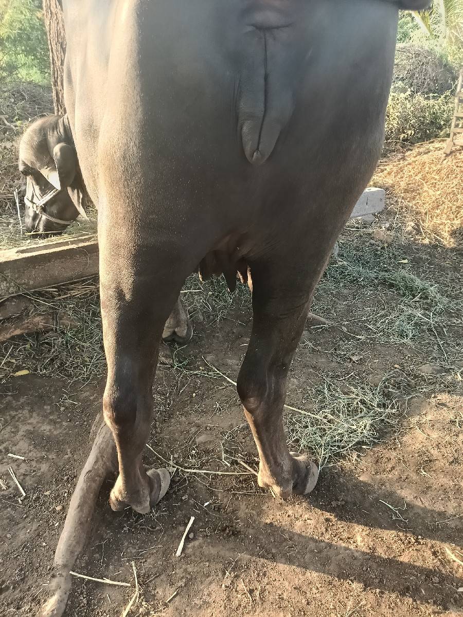 1 વેતર ખડેલી વેસવાની છે
