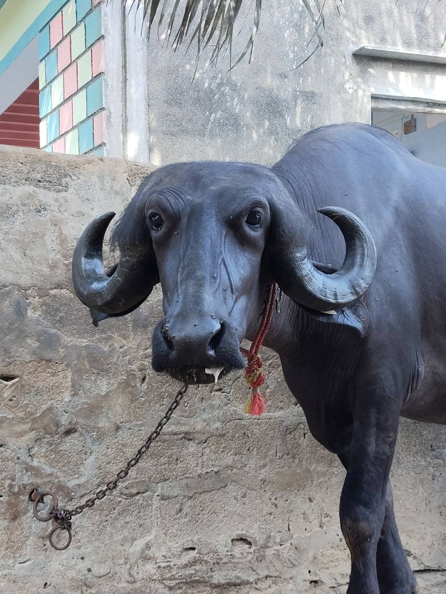 પેલા વેતર ની ખળેલી વેચવાની છે