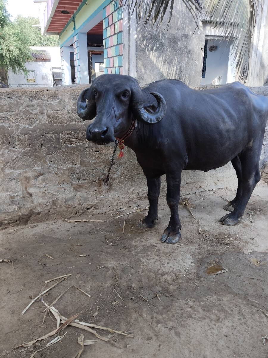 પેલા વેતર ની ખળેલી વેચવાની છે