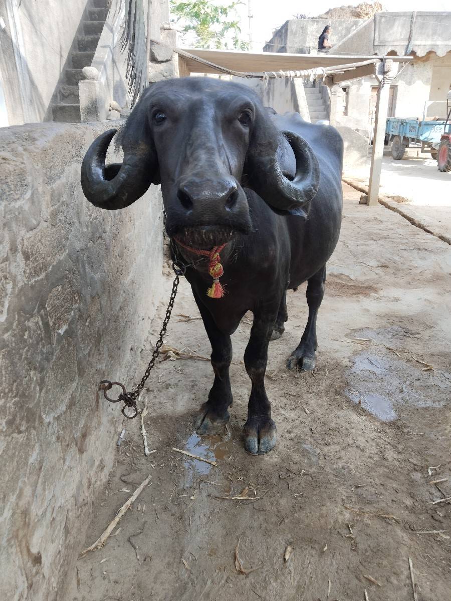 પેલા વેતર ની ખળેલી વેચવાની છે