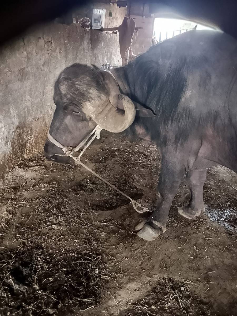 પાડો વેચવાનો છે