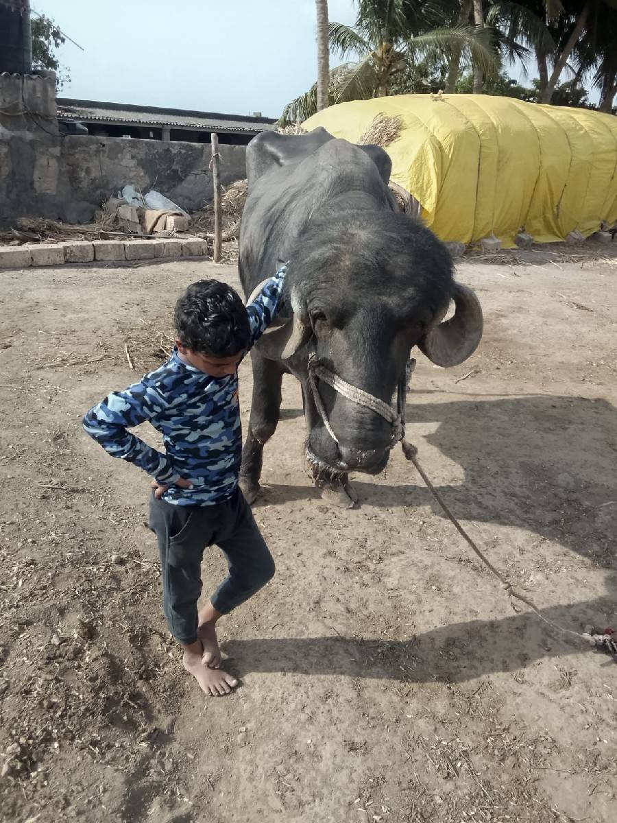 પાડો વેચવાનો છે