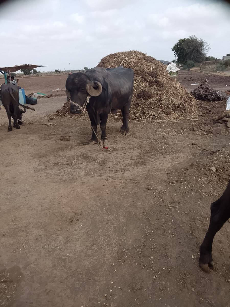પાડો વેચવાનો છે