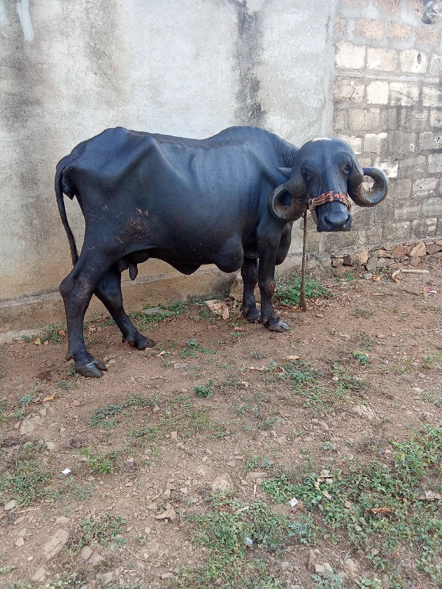 ભેંસ વેચવાની છે