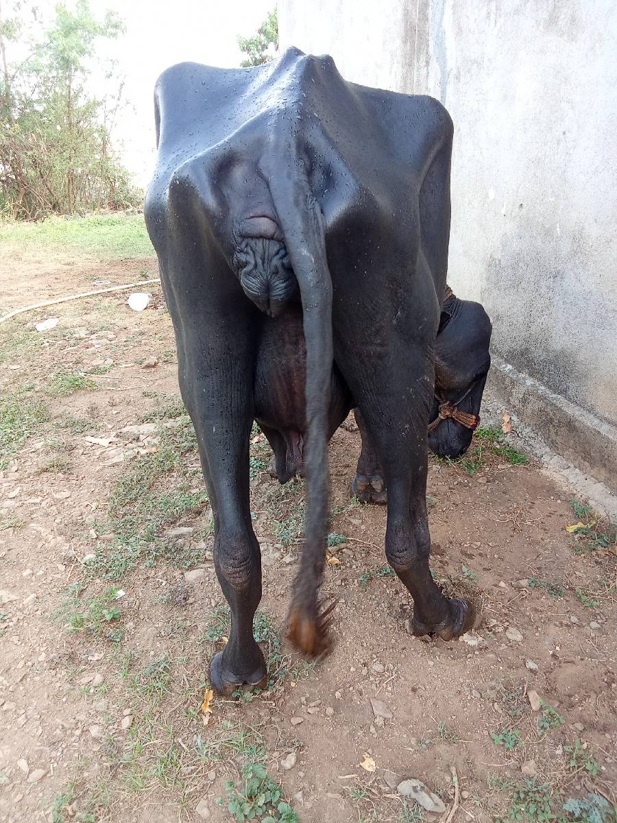 ભેંસ વેચવાની છે
