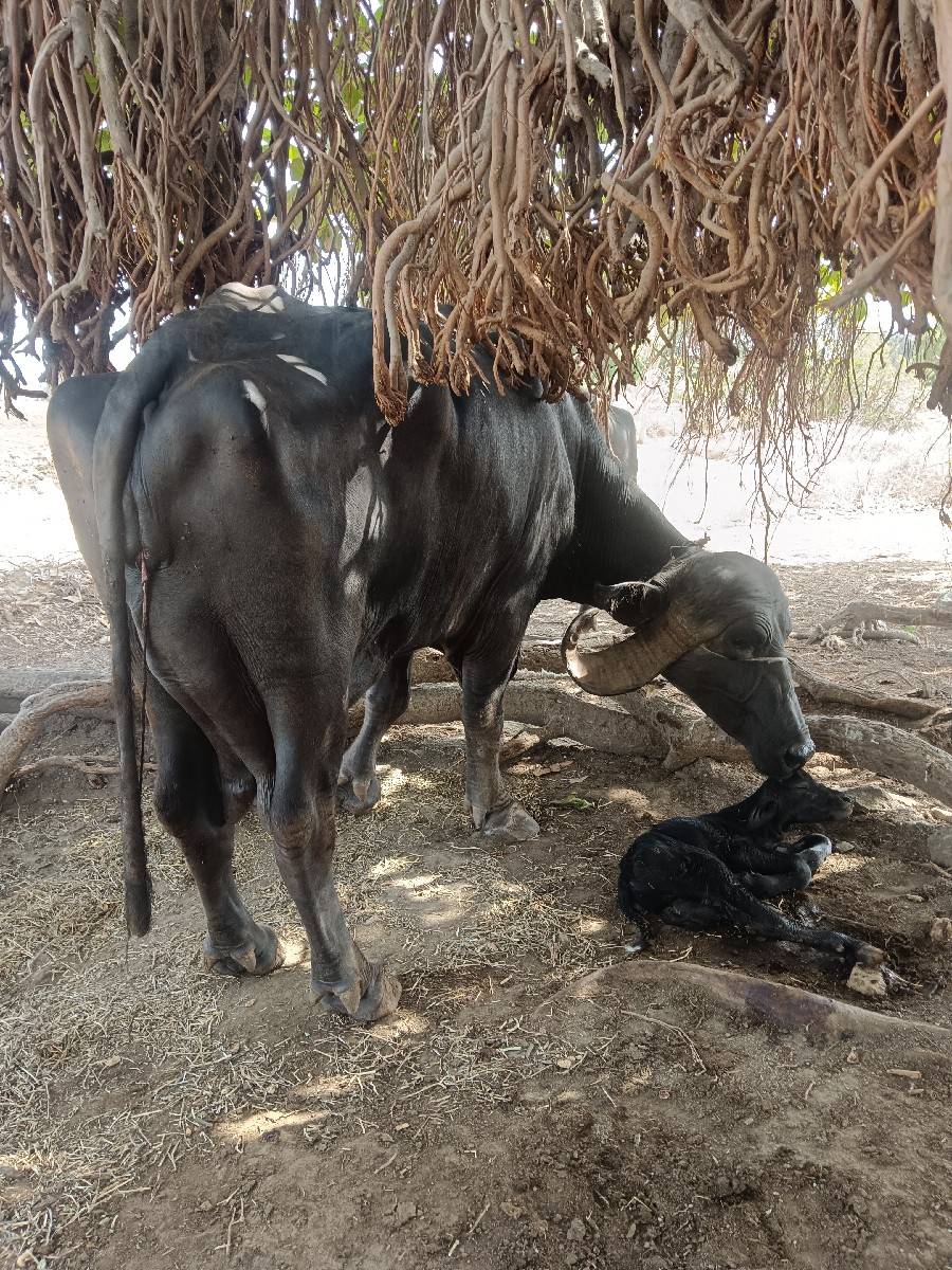 vechavani