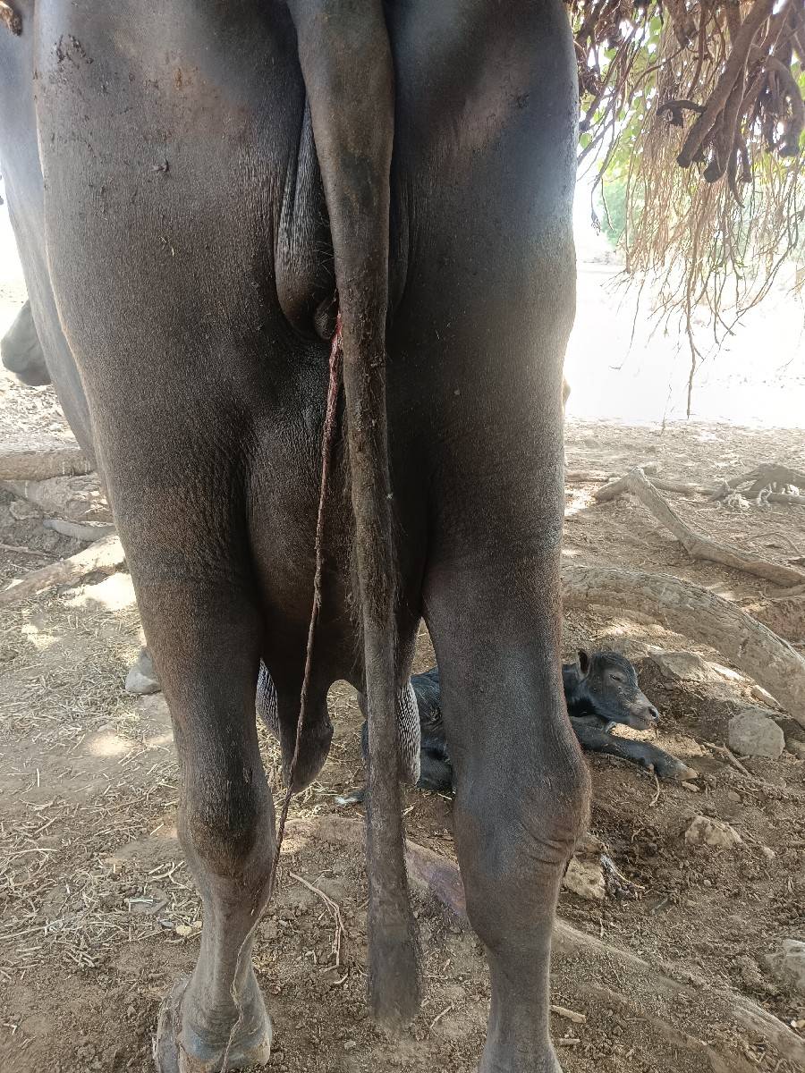 vechavani