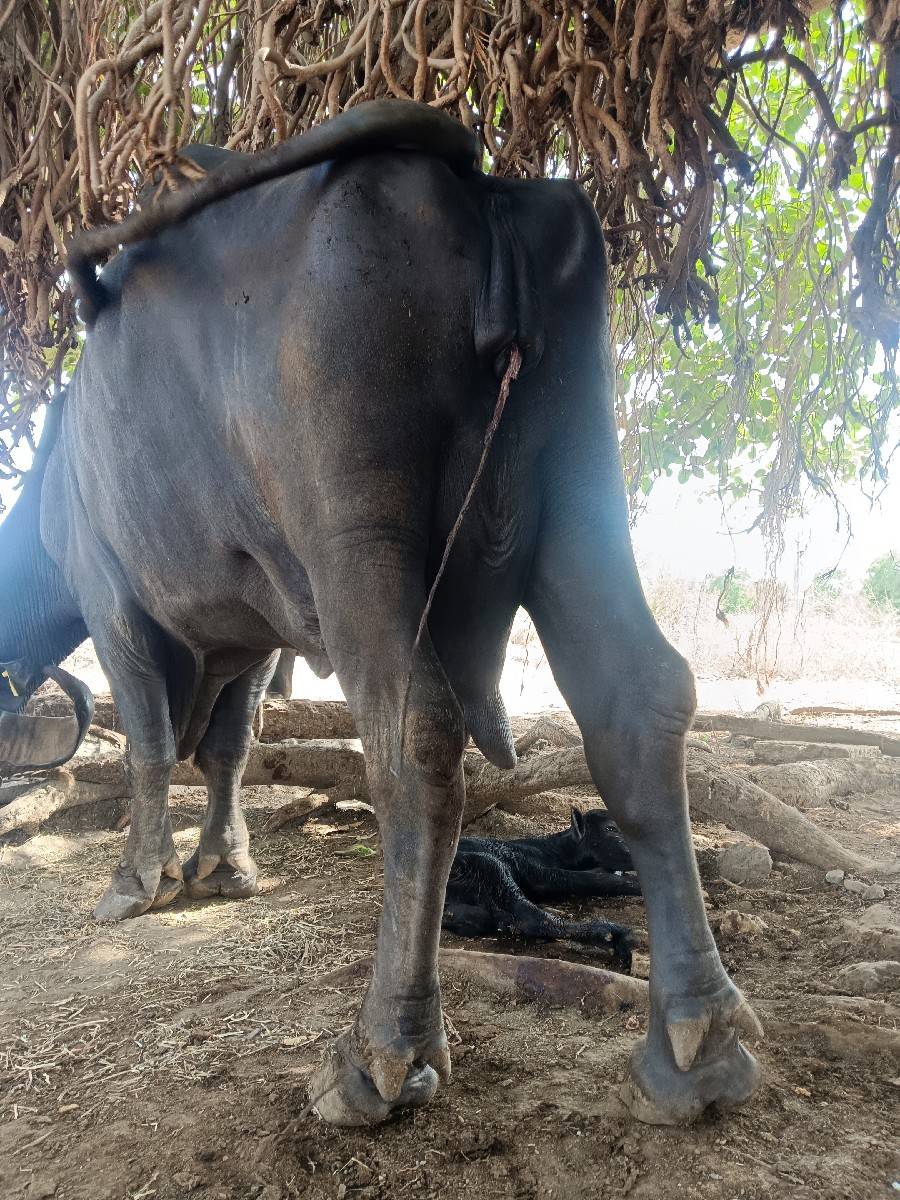 vechavani