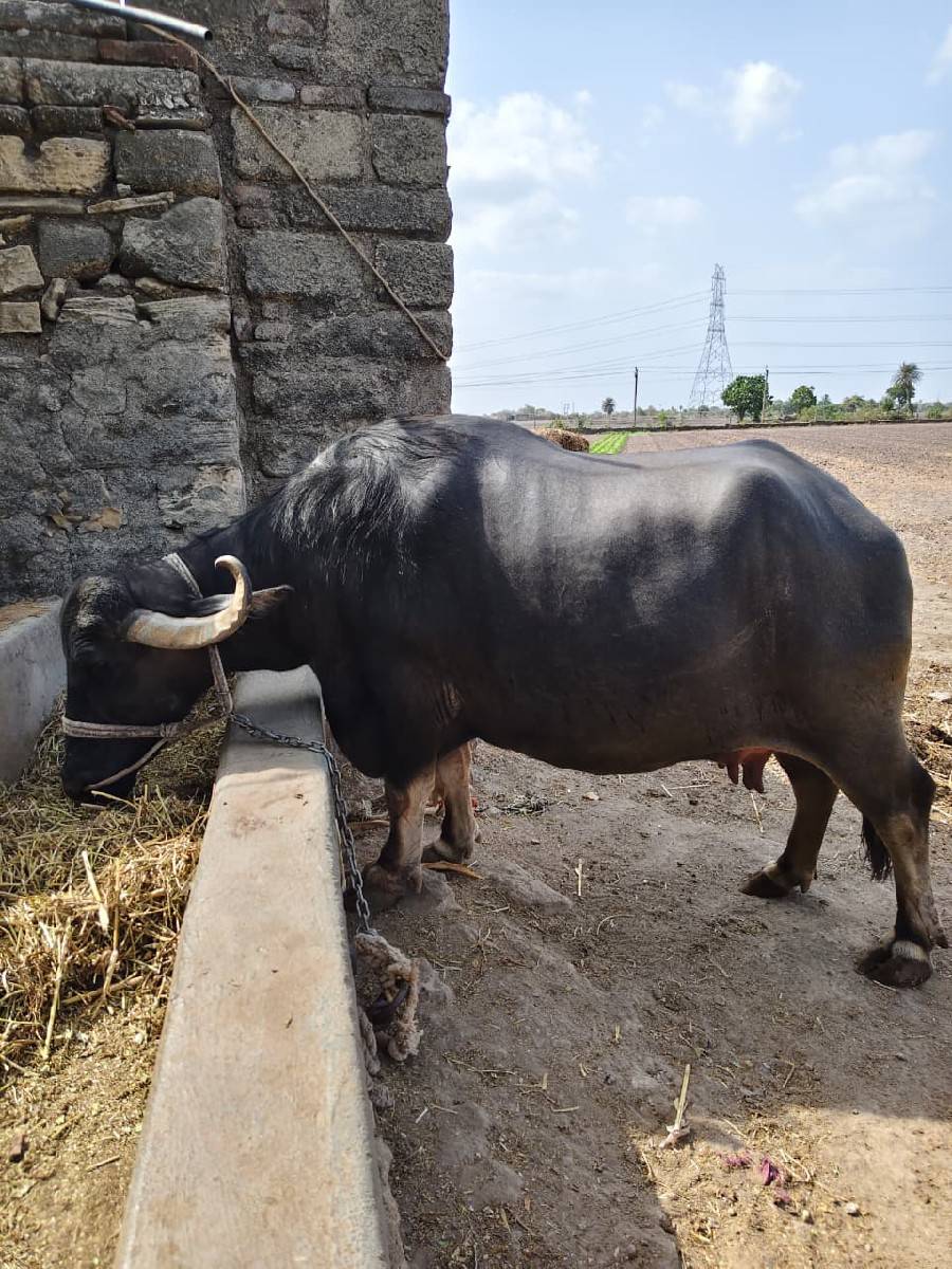 ભેંશ વેચવાની ની  3 વેતર વિયાશે