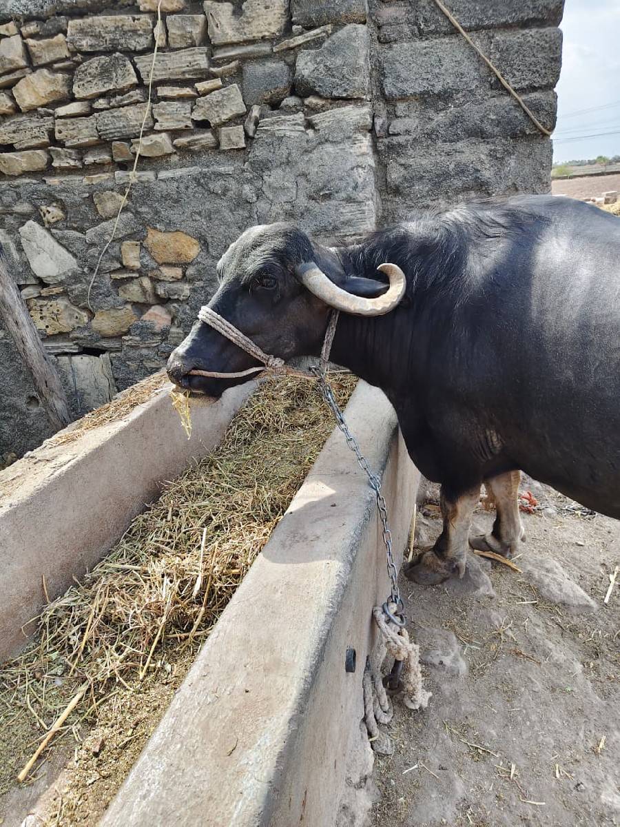 ભેંશ વેચવાની ની  3 વેતર વિયાશે