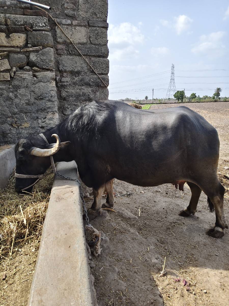 ભેંશ વેચવાની ની  3 વેતર વિયાશે