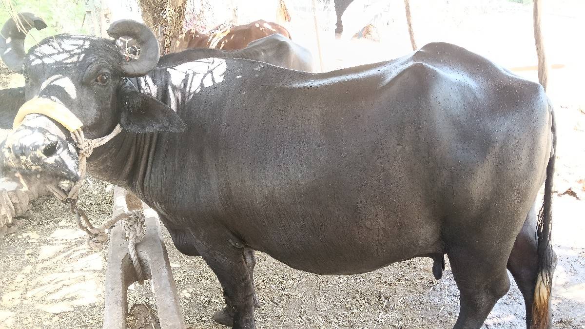 ભેંસ બેસવાની સે 4 થું વેતર સે ગાભણ