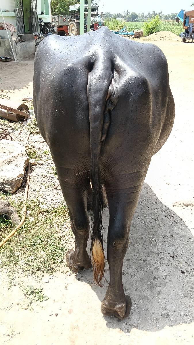 ભેંસ બેસવાની સે 4 થું વેતર સે ગાભણ