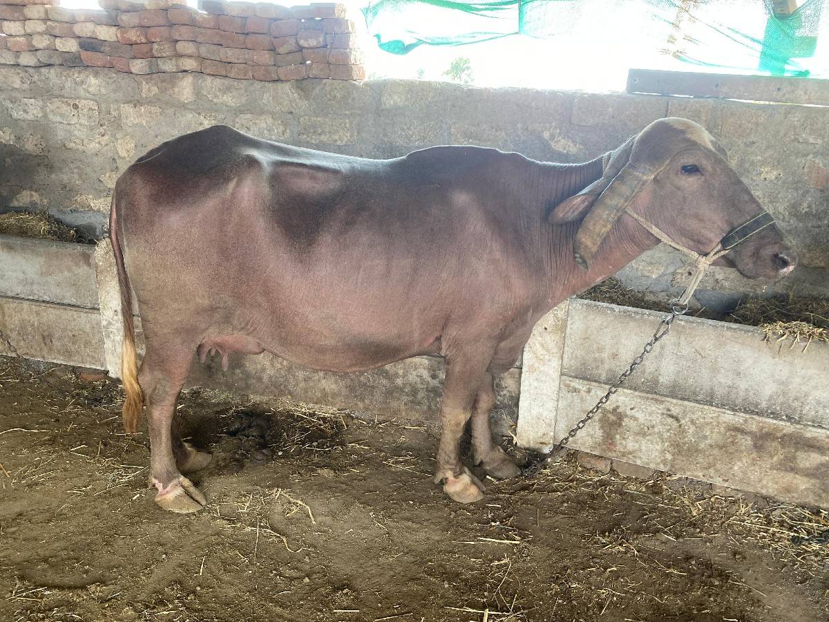 ભેંસ