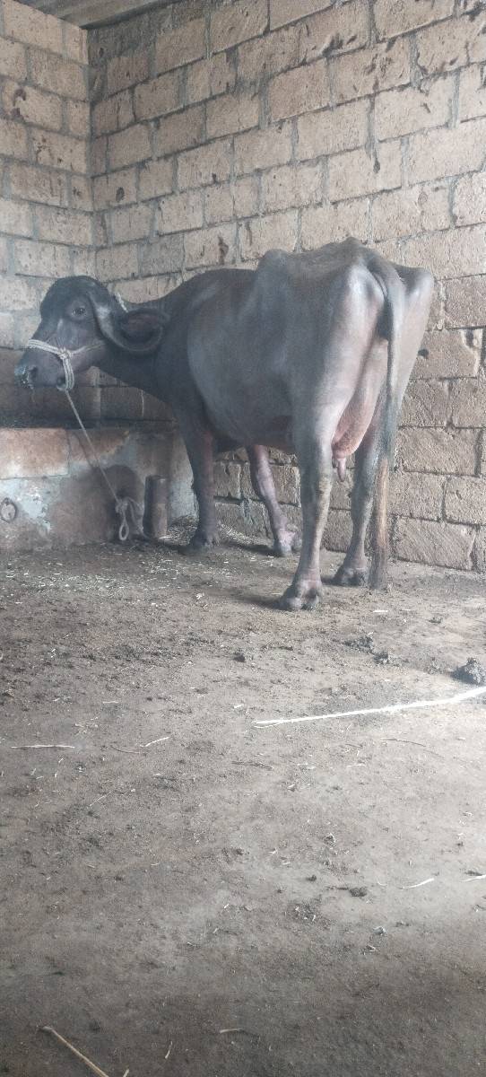 ભેંસ વેચવાની છે