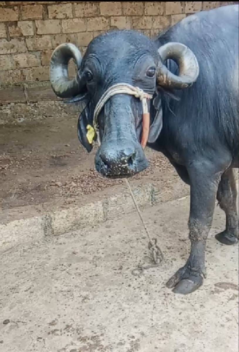 આ ભેંસ વેચવાની છે