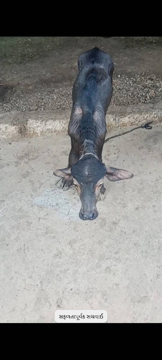 આ ભેંસ વેચવાની છે