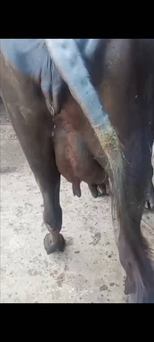 આ ભેંસ વેચવાની છે