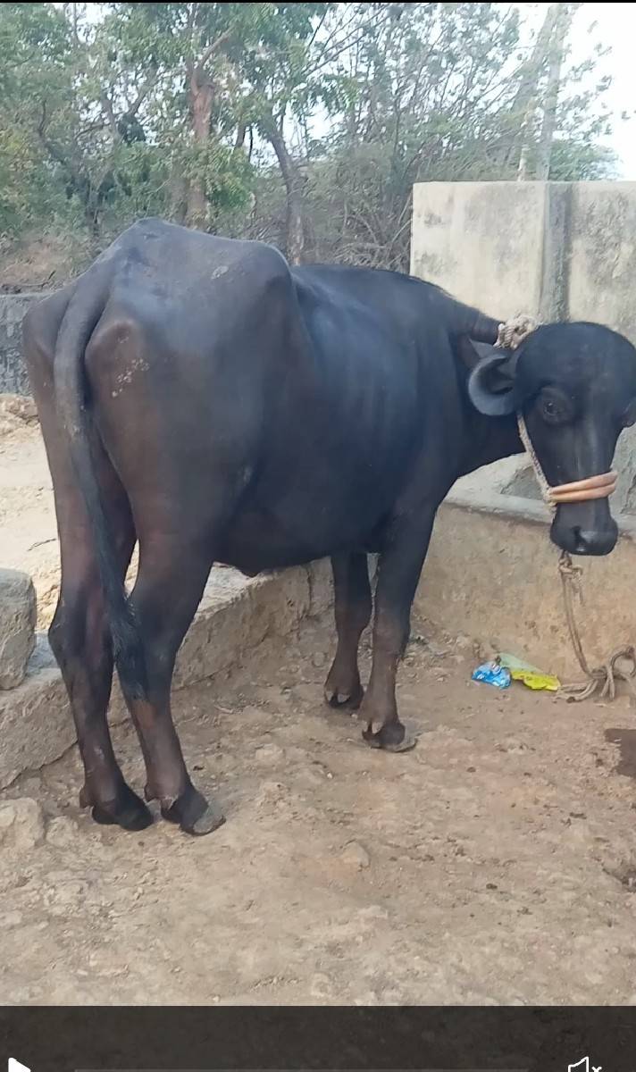 ખડેલી વેચવાની છે