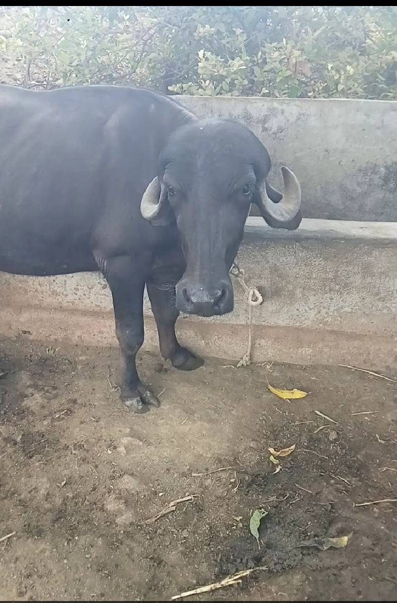 ખડેલી વેચવાની છે