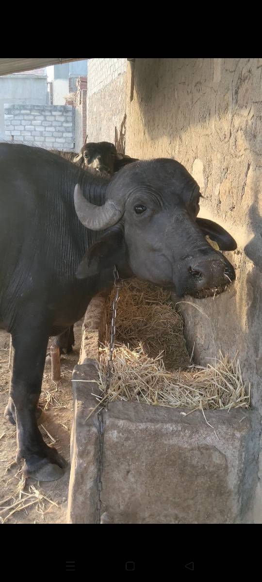 ભેંસ વેચવાની છે