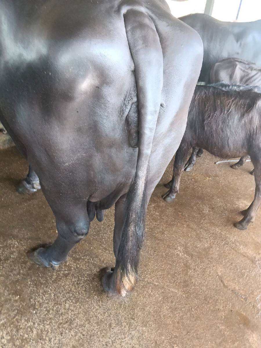 ભેંસ વેચવાની છે