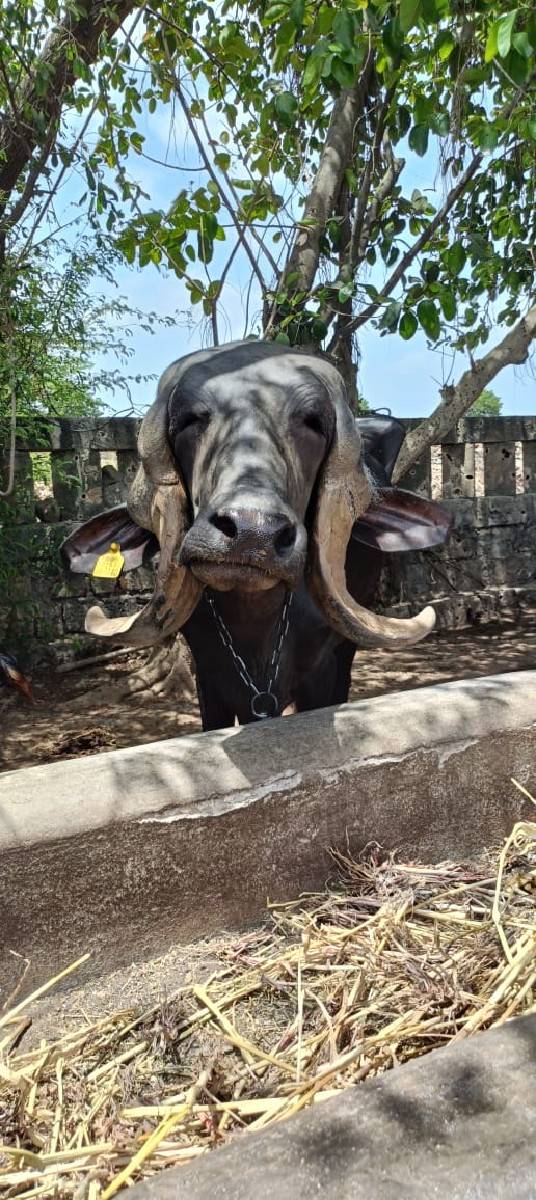 ખડલી વેચવાની છેકિમત એકલાખ