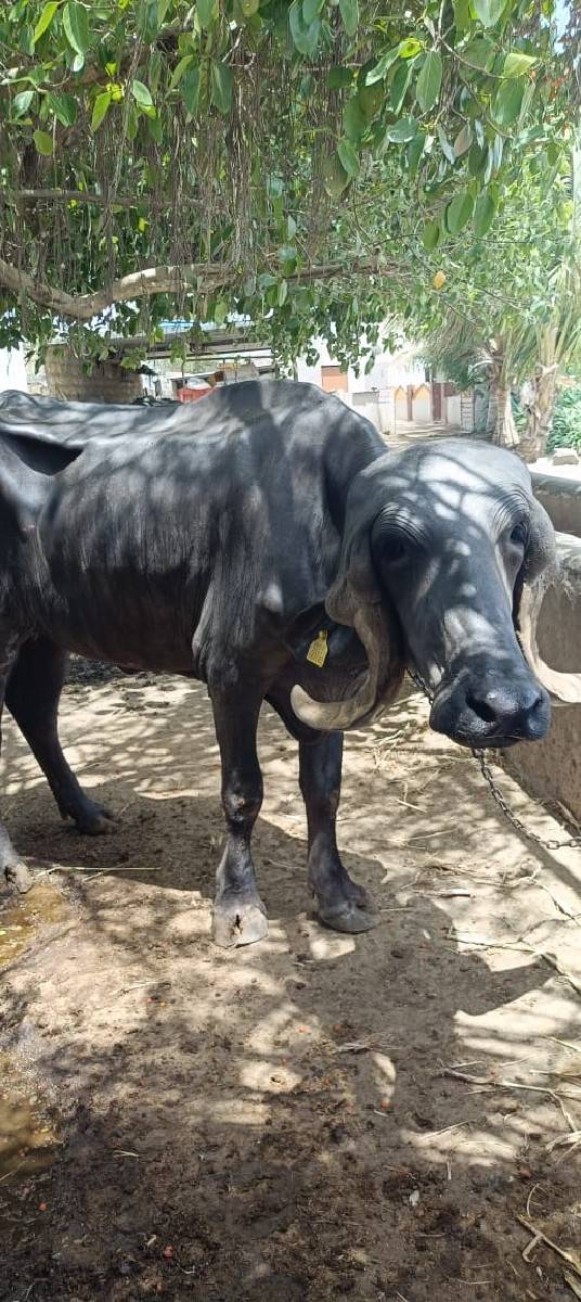 ખડલી વેચવાની છેકિમત એકલાખ