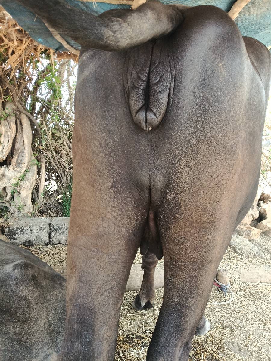 ખળેલી વેચવાની છે