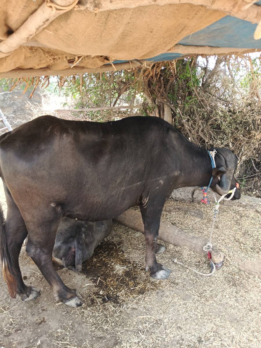 ખળેલી વેચવાની છે