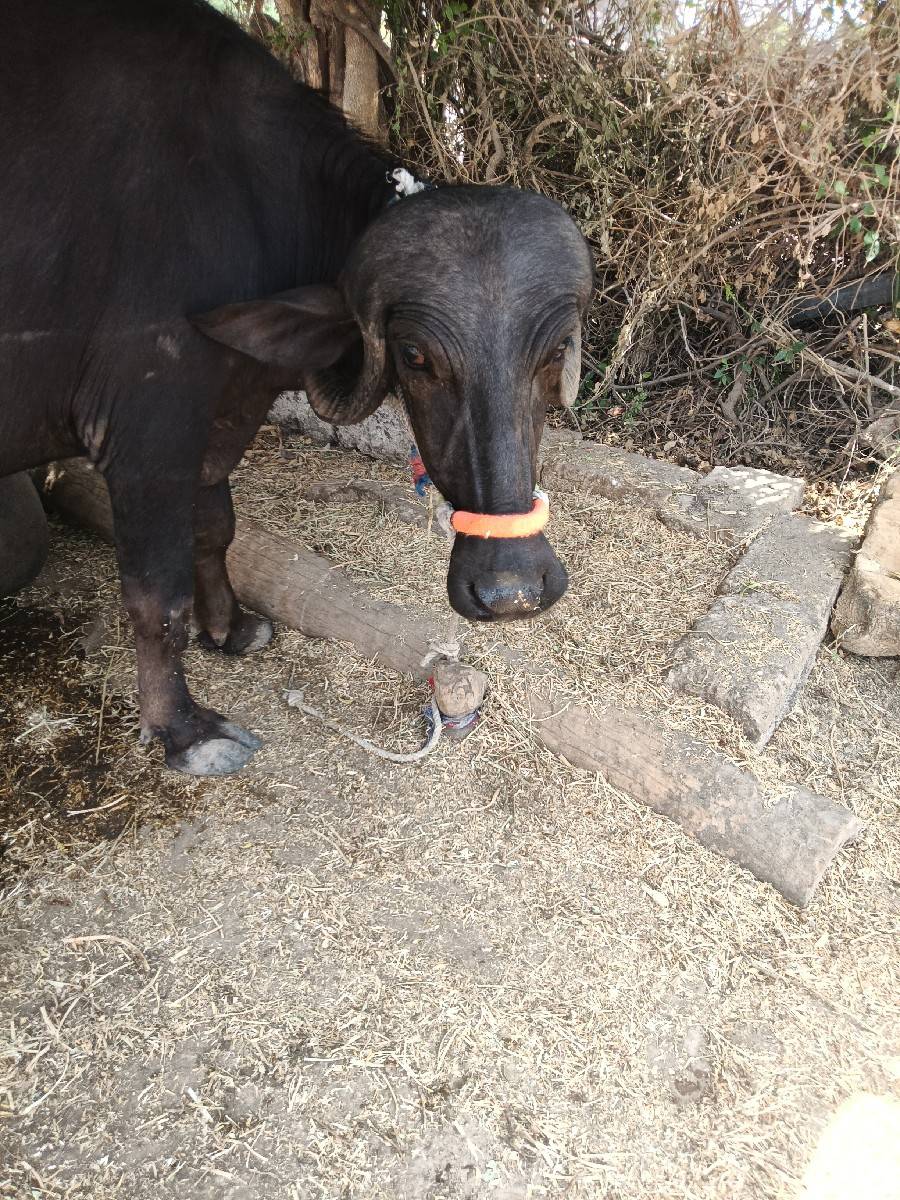 ખળેલી વેચવાની છે