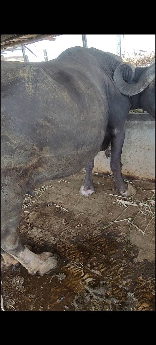 3 જુ વૅતર ગાભણી