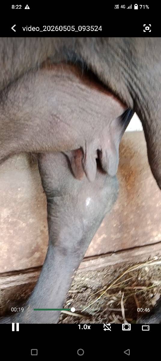ભેંશ વેચવાની છે 3જુ વેતર