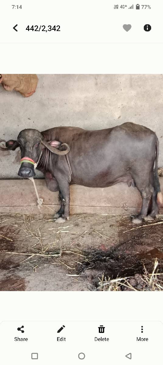 ભેંશ વેચવાની છે 3જુ વેતર