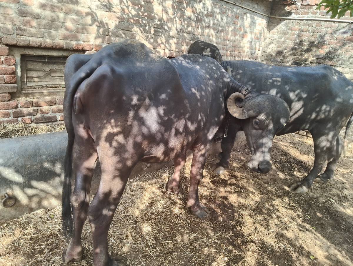 ખડેલી વેસવાની છે