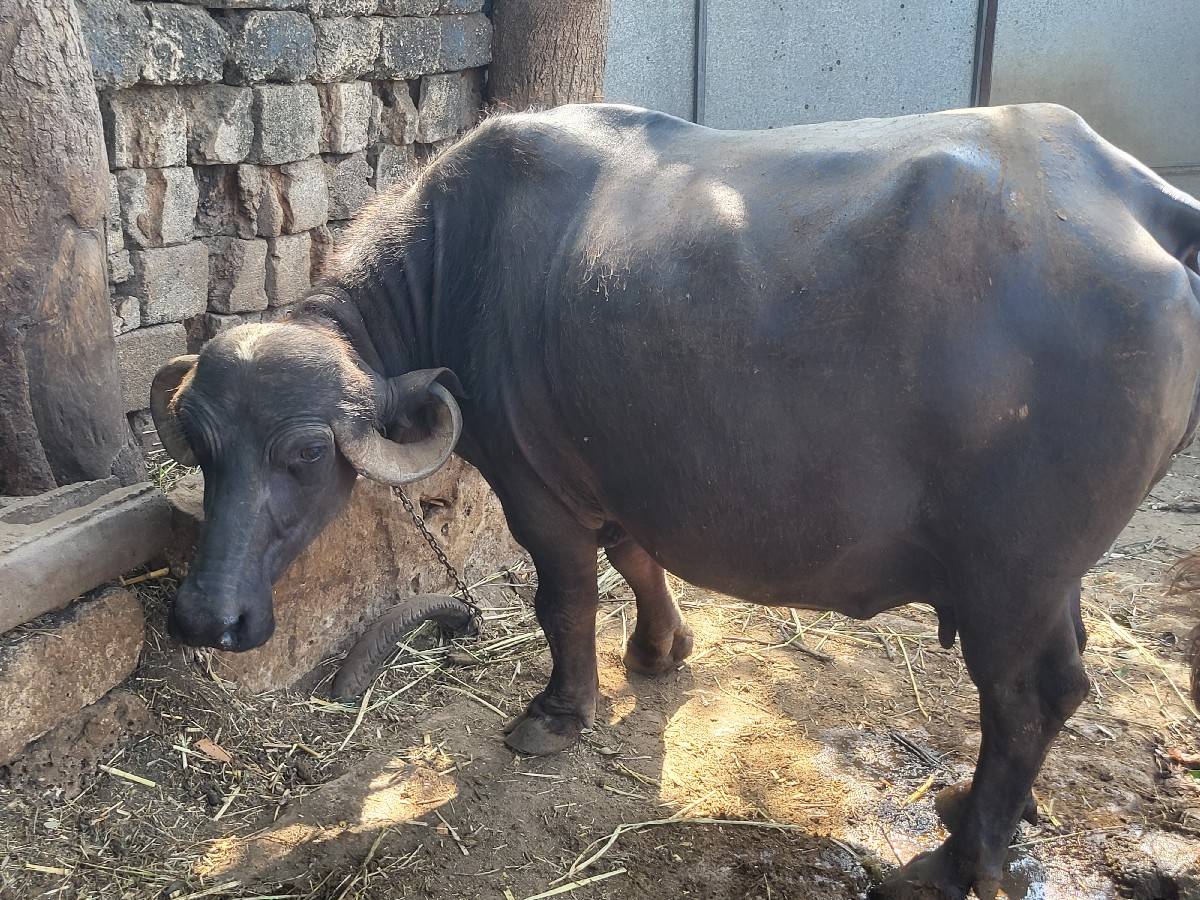 ભેંસ વેચવાની છે