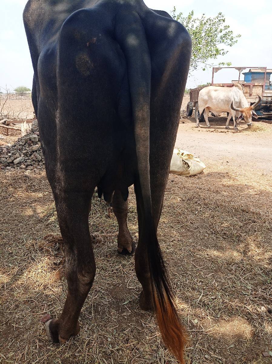 ખળેલીવેશવાનિ સમનાનિગાભણછે