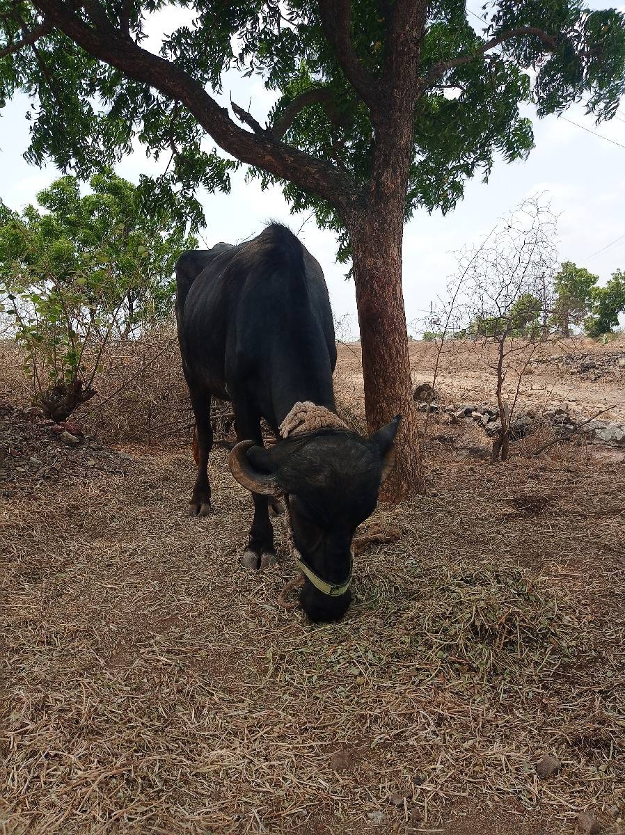 ખળેલીવેશવાનિ સમનાનિગાભણછે