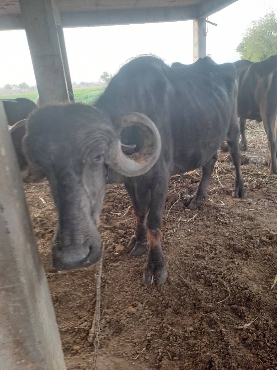 भेस देवानी छे तन थी चार वेतरमा