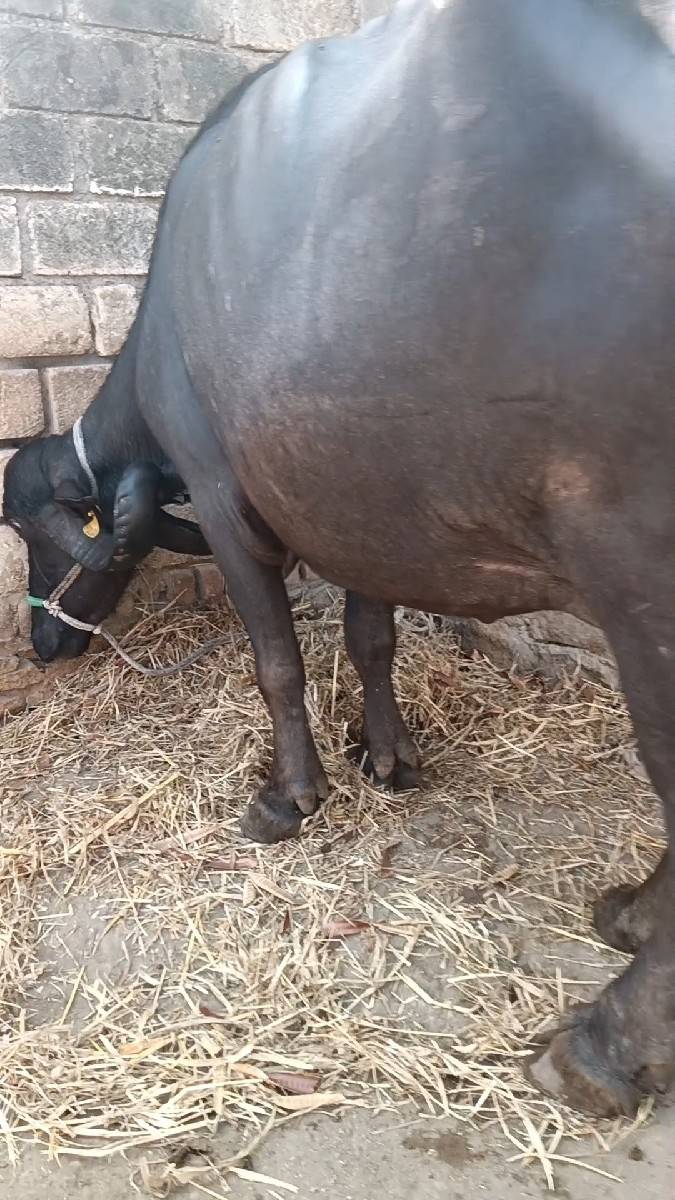 વેશવાની ત્રીજું વેતર