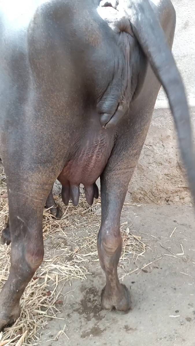 વેશવાની ત્રીજું વેતર