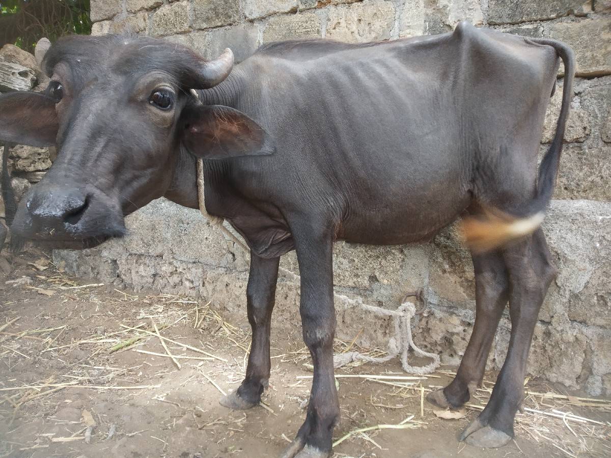 બે પાડી વેચવાની છે