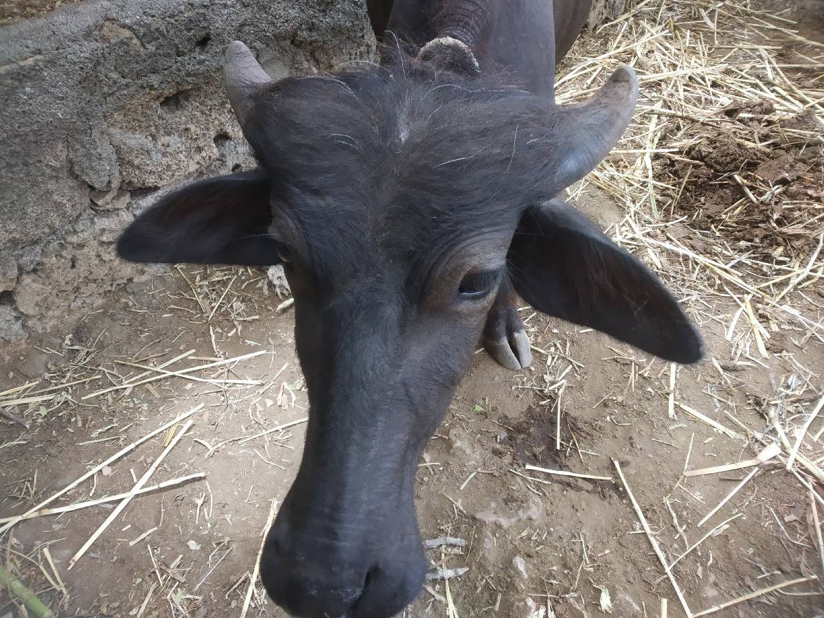 બે પાડી વેચવાની છે